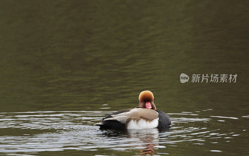 红冠鸭(Netta rufina)雄性